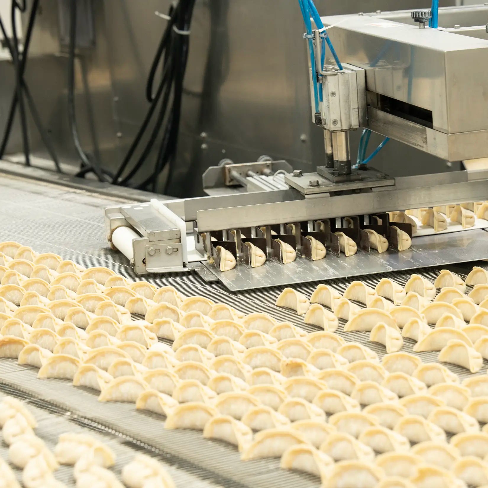 Industrial machine placing neatly folded dumplings onto a conveyor belt in a food production facility, with rows of uncooked dumplings arranged in uniform lines.